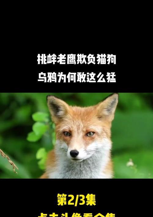 稻草人乌鸦出装攻略——击败敌方毫不费力！（通过合适的装备，稻草人乌鸦将成为无坚不摧的战争机器）
