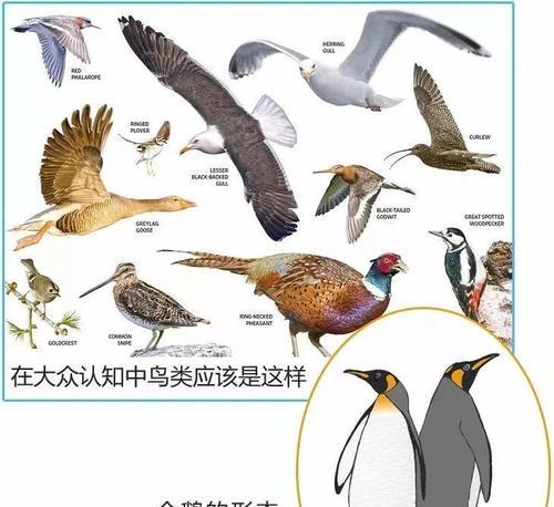 《以企鹅飞翔》手游攻略（探索秘境，让企鹅翱翔蓝天）
