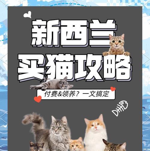 猫猫乐园（从萌宠到贴心伙伴，如何打造快乐的猫猫乐园）